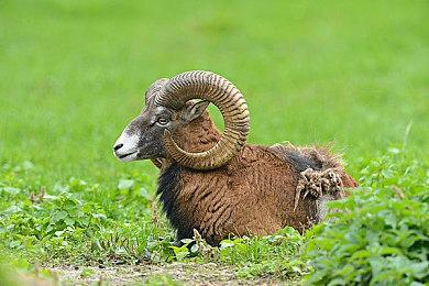 《SHUFFLE! episode2 ～被神与魔同时盯上的男人～》官方中文版 2023年3月10日发